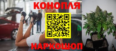 крисы Славянск-на-Кубани